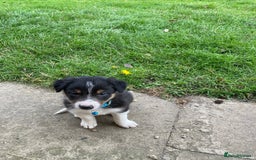 Border Collie dogs for sale: 12 Border Collie Puppies for sale  - Image 5