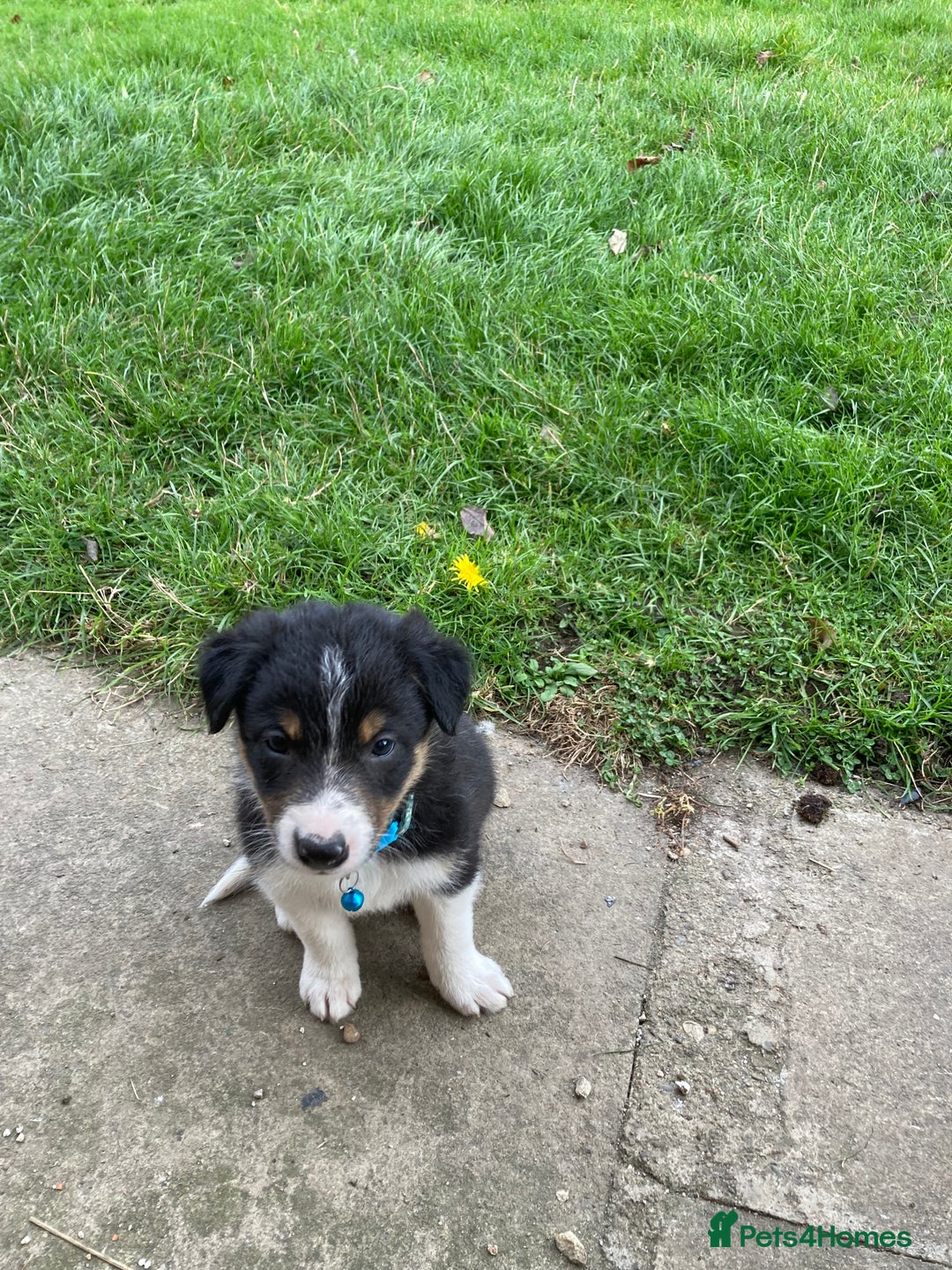 Border Collie dogs for sale: 12 Border Collie Puppies for sale  - Image 5