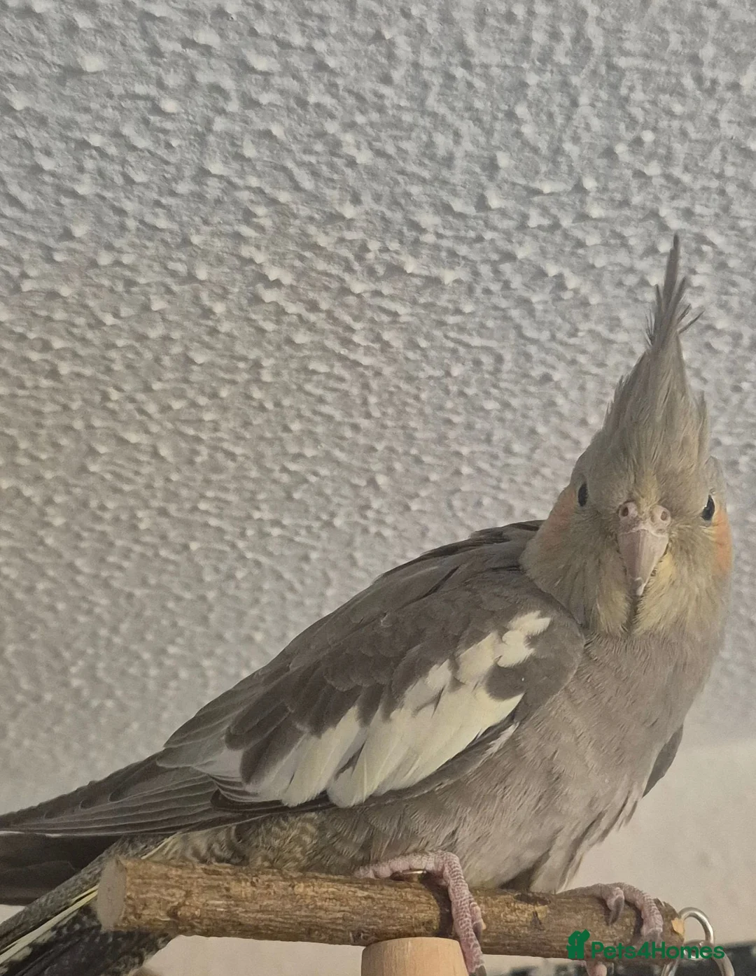 Cockatiels birds for sale: Handtame Cockatiel  - Advert 3