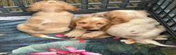 Cocker Spaniel dogs for sale: Show cocker spaniel pups ready now reduced price  - Advert 6
