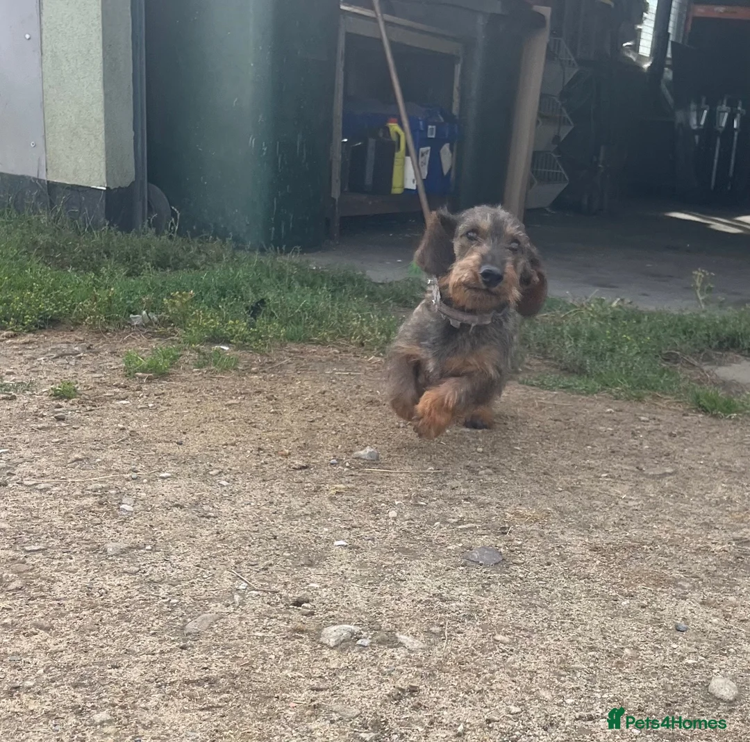 Dachshund dogs for sale: 6 stunning wire haired  puppies for 5⭐️ 🏡 in Keighley - Advert 2