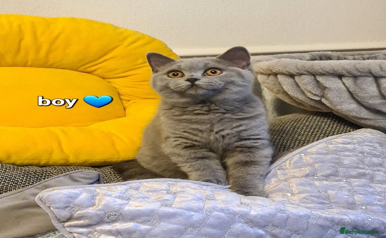 British Shorthair cats - Advert 2