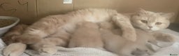 British Shorthair cats for sale: Gorgeous, Playful, Friendly Cream BSH Girl Kittens - Advert 2