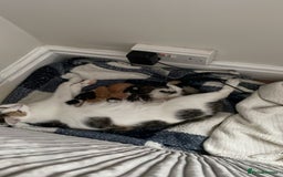 British Shorthair cats for sale: Beautiful kittens for sale  - Image 6