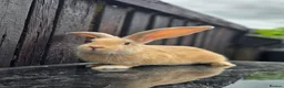 Continental Giant rabbits for sale: Continental Giant rabbit indoor Pet. - Advert 4