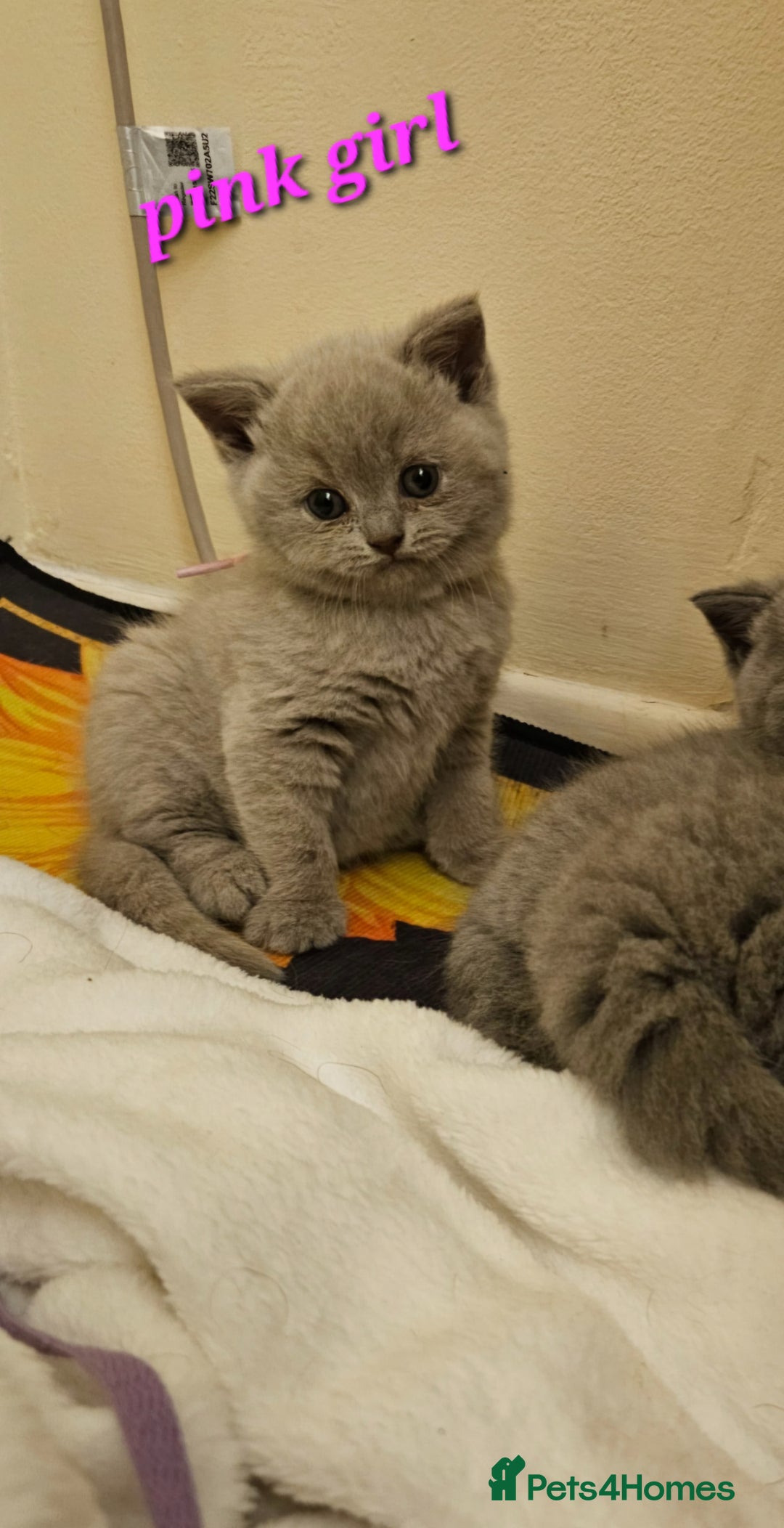 British Shorthair cats for sale: 🐾 Beautiful British Shorthair Kittens for Sale 🐾 - Advert 14