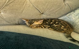 Bengal cats for sale: Top quality bred! Healthy bengal kitten  - Image 4