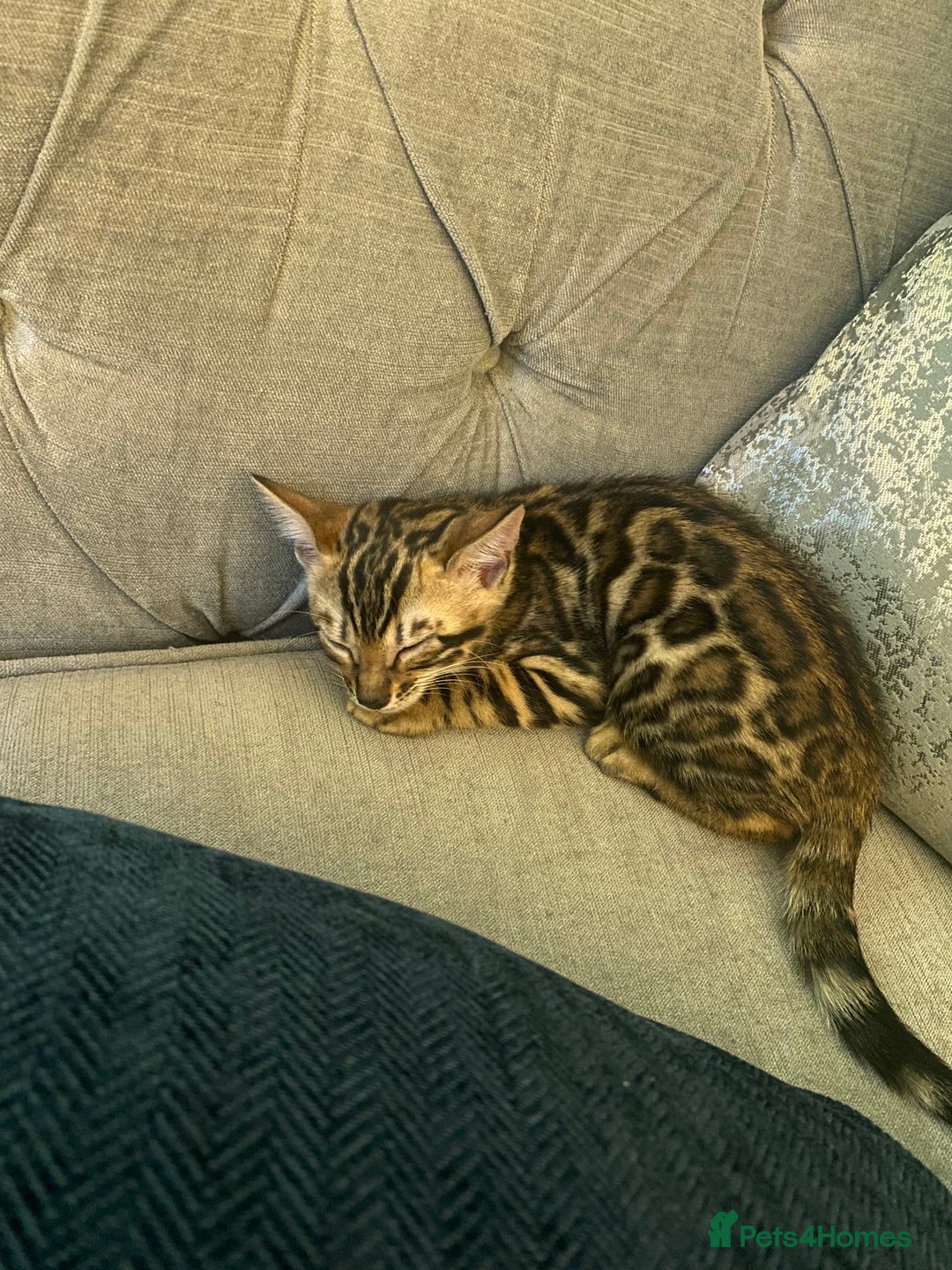 Bengal cats for sale: Top quality bred! Healthy bengal kitten  - Image 4