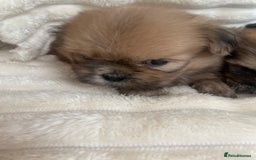 Shih Tzu dogs for sale: KC Shihtzu pups  - Image 25