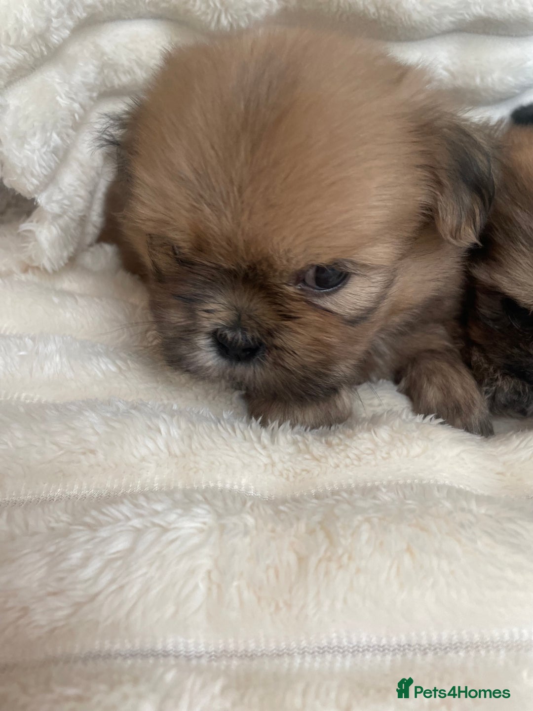Shih Tzu dogs for sale: KC Shihtzu pups  - Image 25