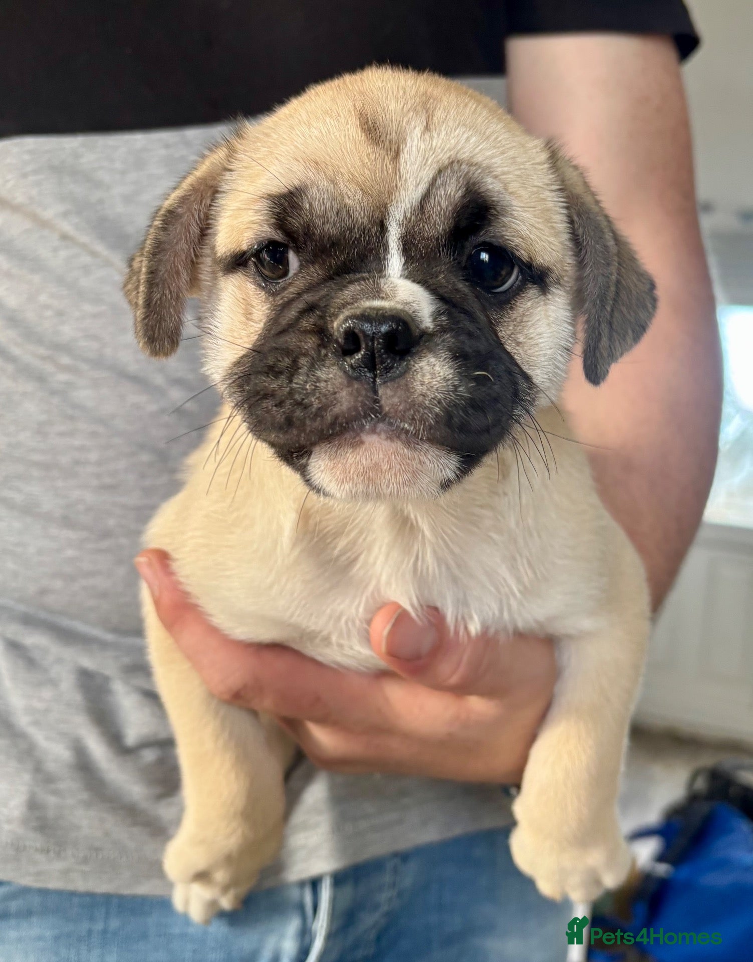 Mixed Breed dogs British bulldog cross puppies only 2 boy left  - Advert 3
