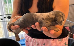 Miniature Dachshund dogs for sale: Six beautiful miniature Dachshunds - Image 17