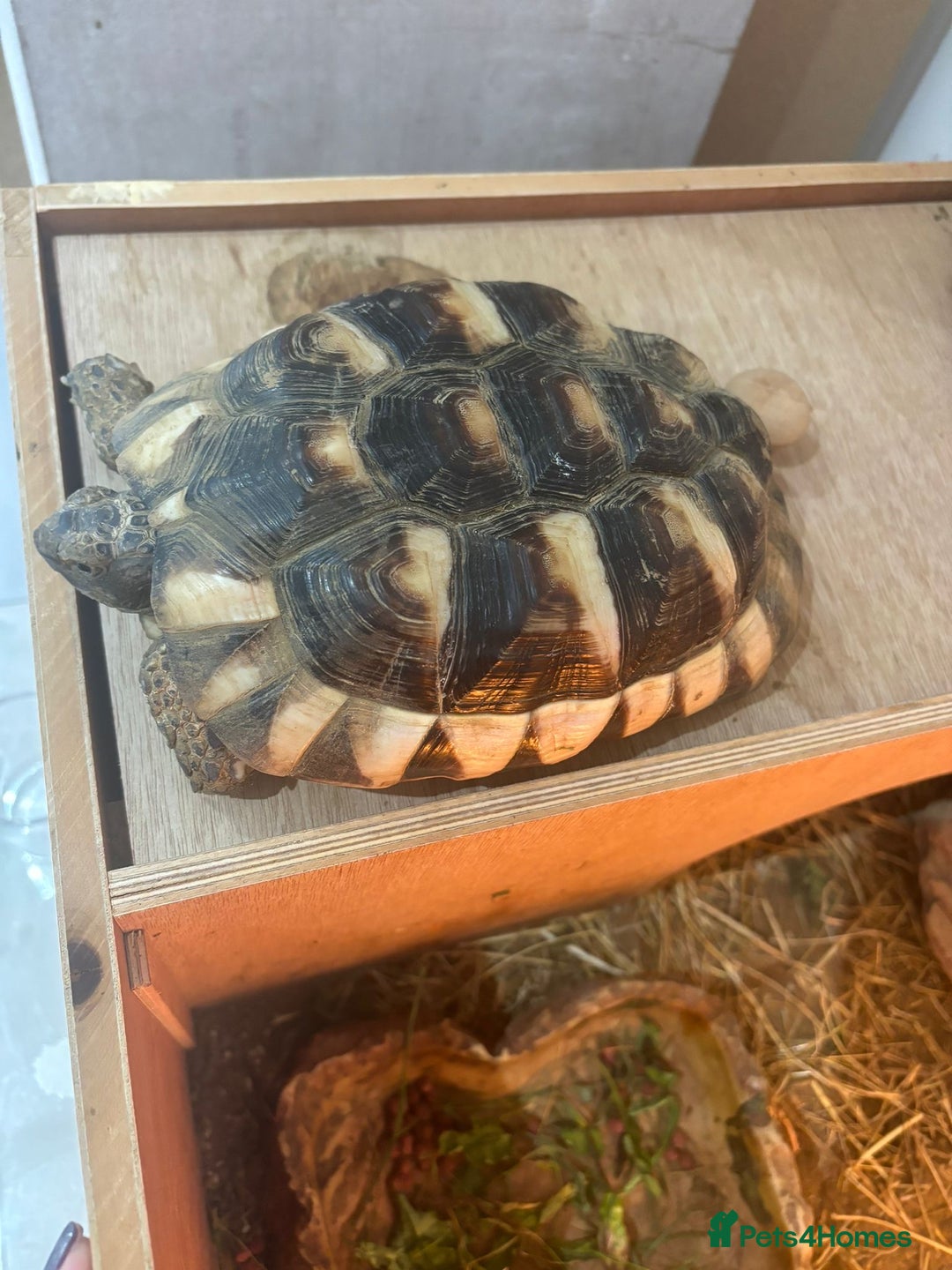 Hermann Tortoise reptiles for sale: Hermann tortoise and table - Advert 3