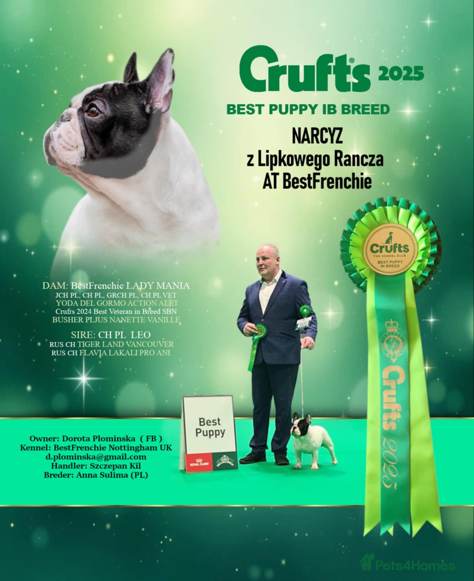 French Bulldog dogs for sale: KC fully health genetic & tested puppies - Advert 4