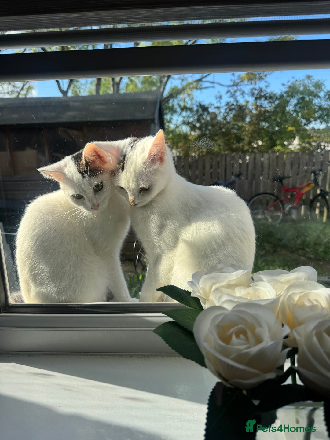 Domestic Shorthair cats for sale: Snow White Cats ❄️ - Advert 31