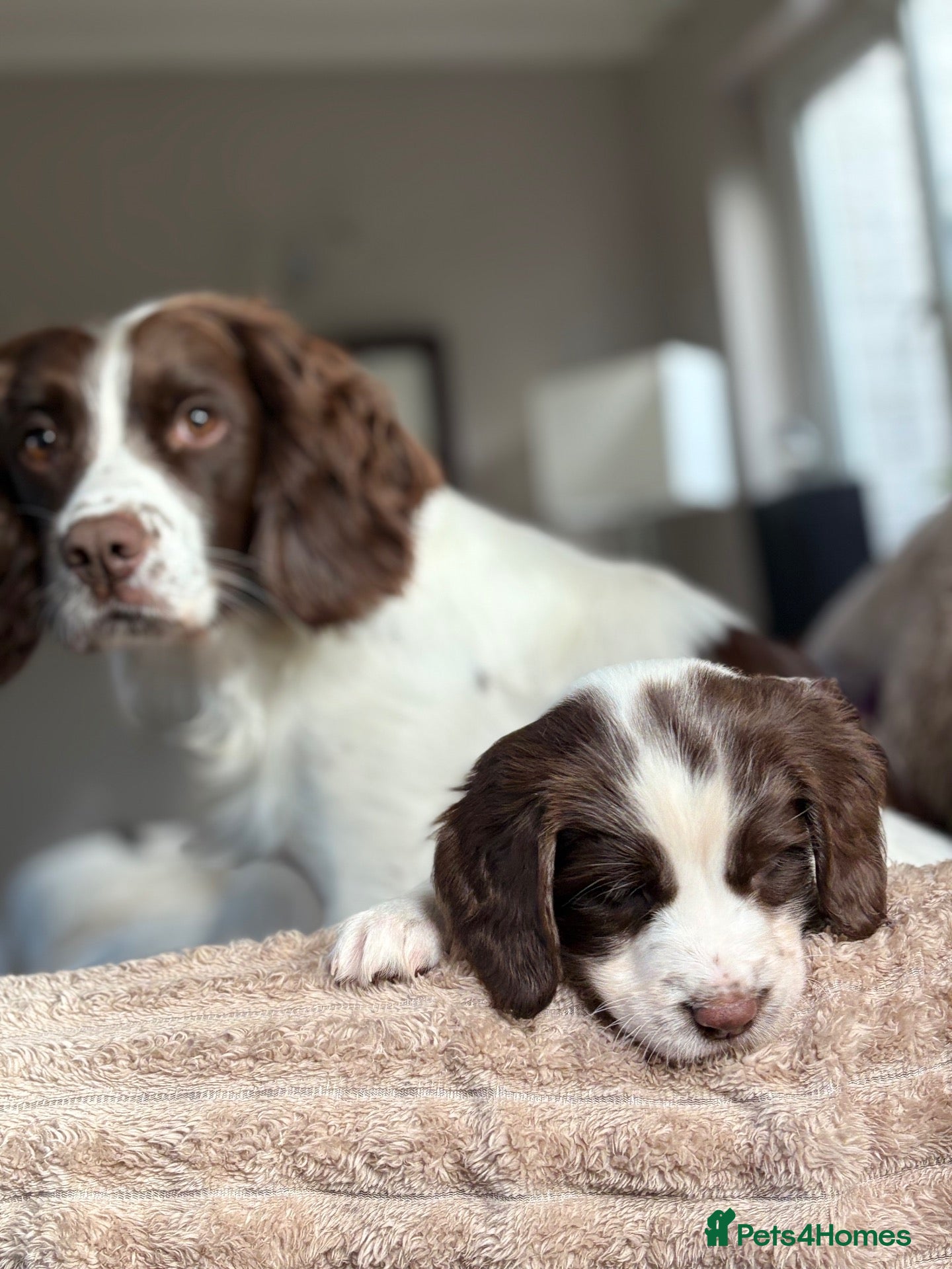 English Springer Spaniel dogs Gorgeous Springer Spaniel Pups - Advert 13
