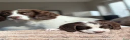 English Springer Spaniel dogs for sale: Gorgeous Springer Spaniel Pups - Advert 1