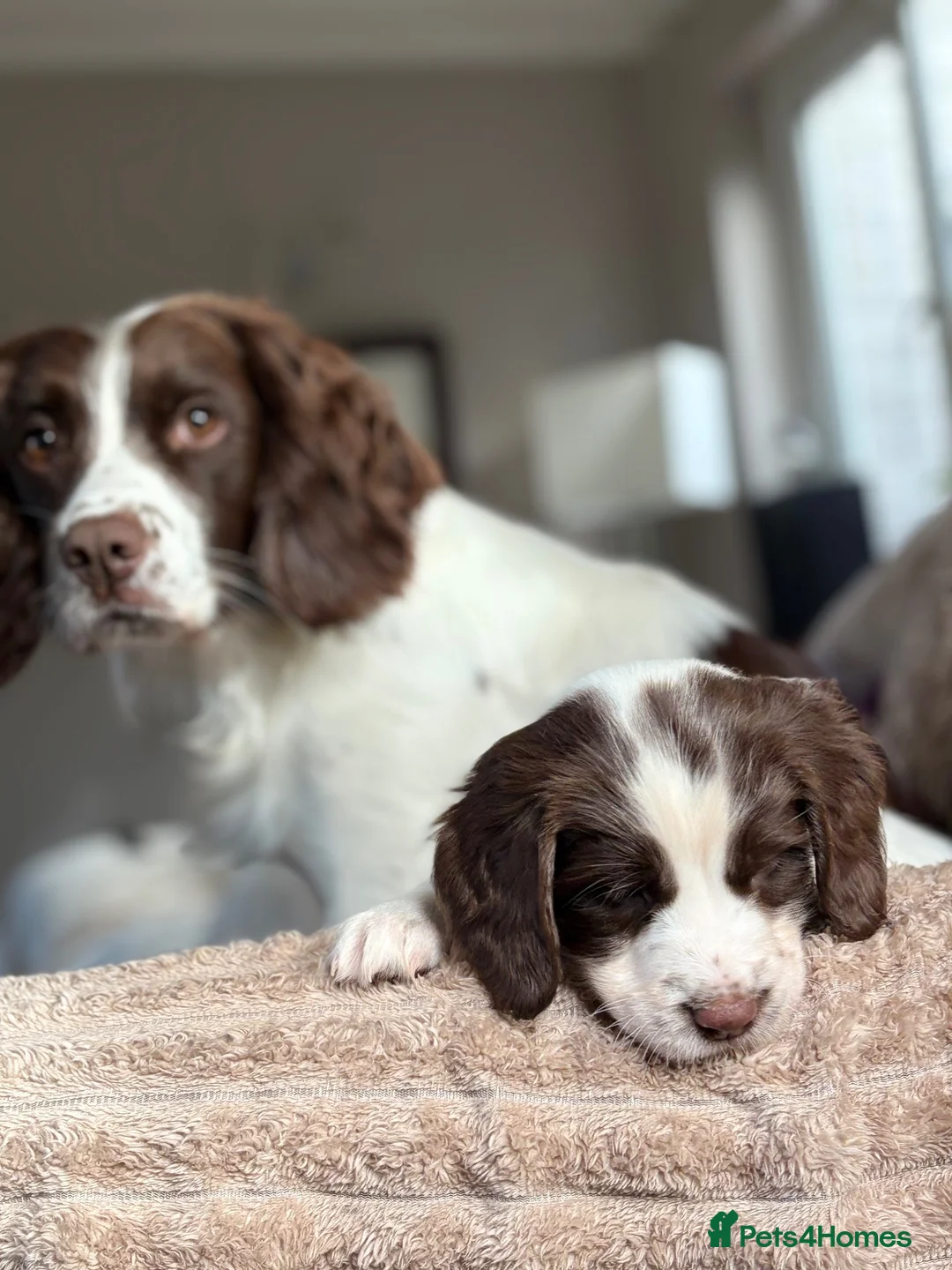 English Springer Spaniel dogs for sale: Gorgeous Springer Spaniel Pups - Advert 1
