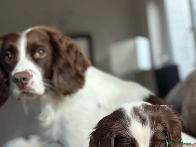 English Springer Spaniel dogs for sale: Gorgeous Springer Spaniel Pups - Advert 17