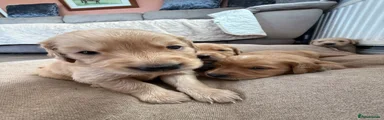 Golden Retriever 4