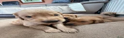Golden Retriever dogs for sale: Extensively health tested parents!  - Advert 6