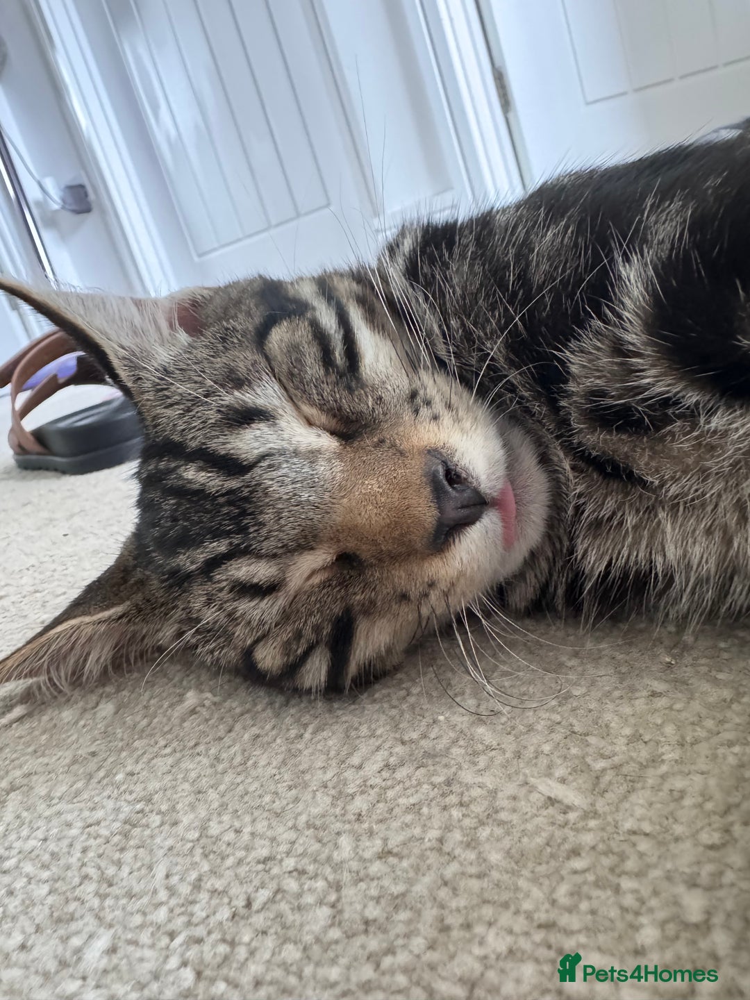 Mixed Breed cats for sale: Mixed tabby kittens  - Image 6