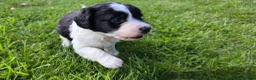 Mixed Breed dogs for sale: Sprollies  - Advert 9
