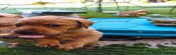 Labrador Retriever dogs for sale: Gorgeous fox red/yellow labrador pups - Advert 2