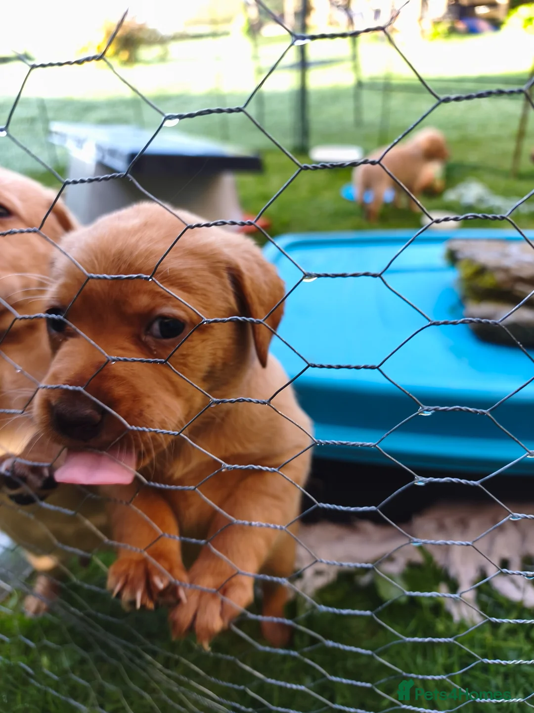 Labrador Retriever dogs for sale: Gorgeous fox red/yellow labrador pups - Advert 2
