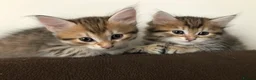 Siberian cats for sale: Stunning kittens for sale! - Advert 6