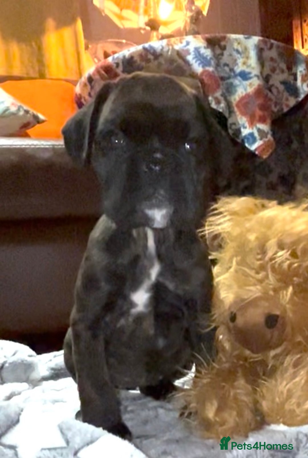 Boxer dogs for sale: adorable boxer puppies  - Advert 20