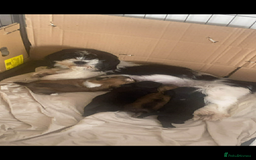 Lhasa Apso dogs for sale: Beautiful Lhasa apso puppies  - Advert 2