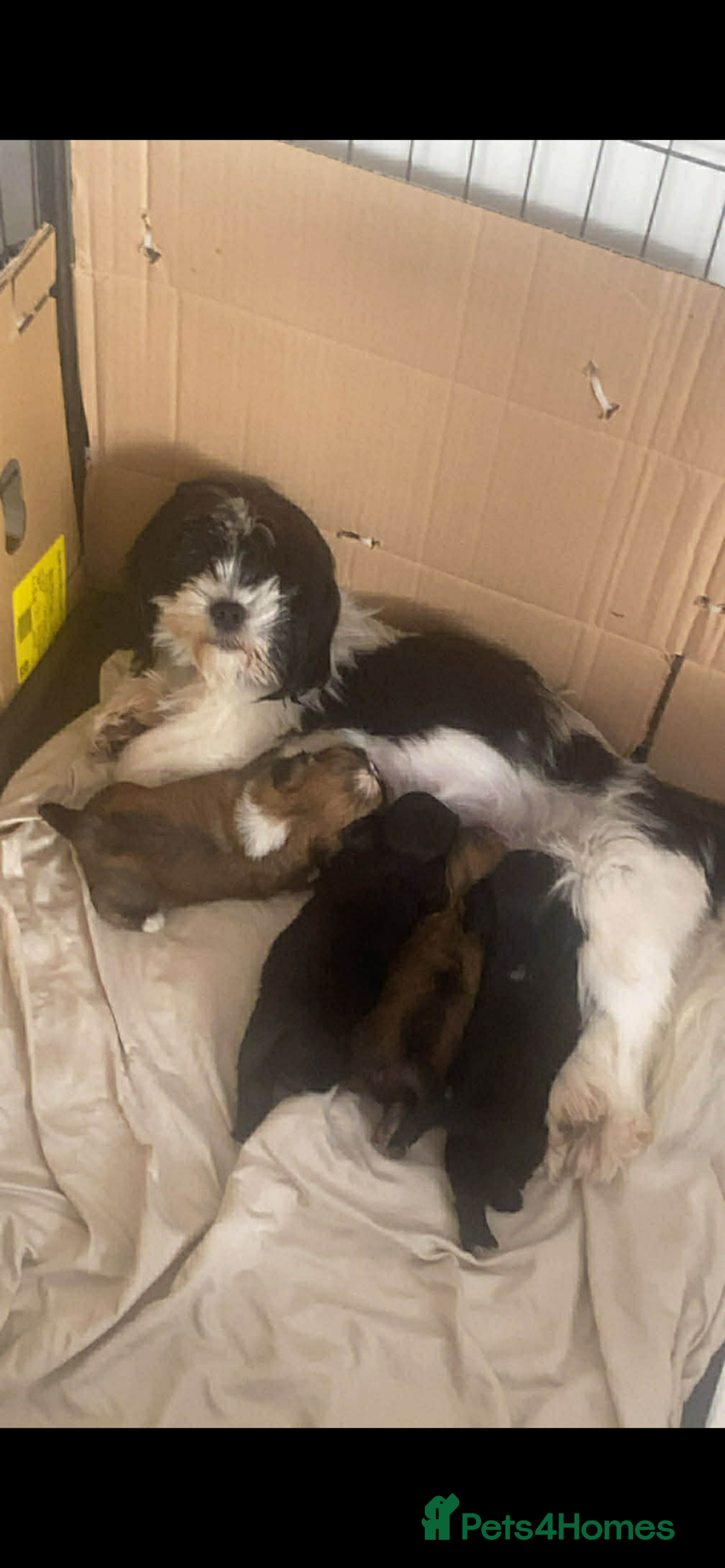 Lhasa Apso dogs for sale: Beautiful Lhasa apso puppies  - Advert 2