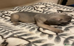 French Bulldog dogs for sale: French bulldog puppy’s  - Image 20
