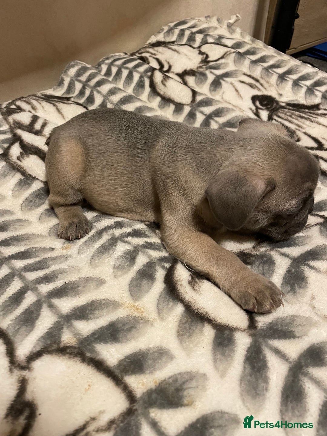 French Bulldog dogs for sale: French bulldog puppy’s  - Image 20