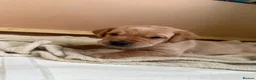Labrador Retriever dogs for sale: KC Reg Fox Red / Blonde  Lab Puppies – Home Reared - Advert 14