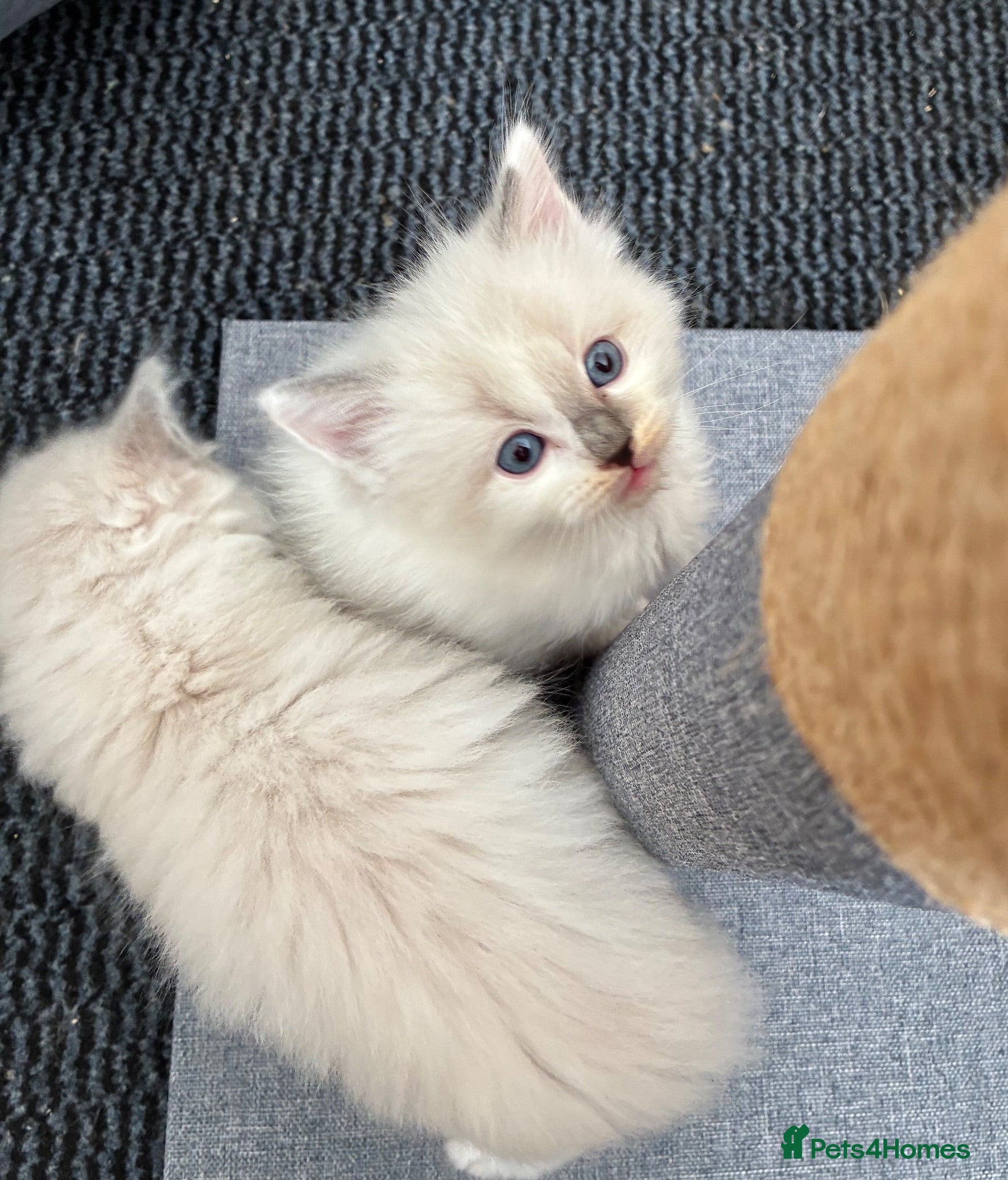 Ragdoll cats Beautiful male ragdoll kittens - Advert 11