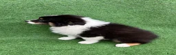 Australian Shepherd dogs for sale: Australian Shepherd Puppies  - Advert 17