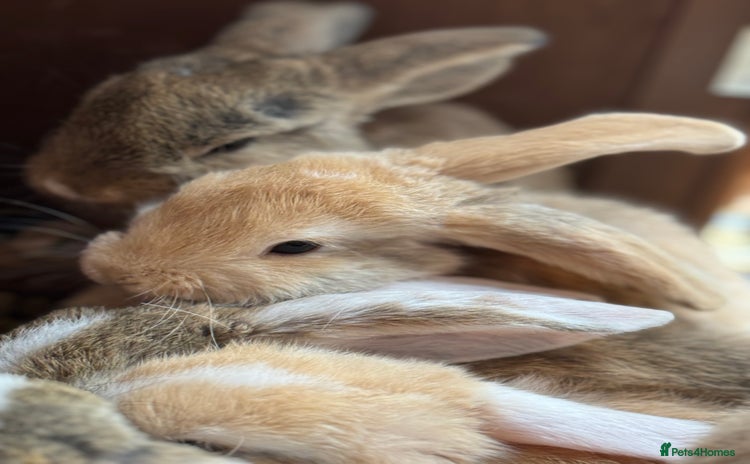 Mixed Breed rabbits - Advert 1