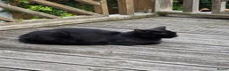 Domestic Shorthair cats for sale: Beautiful Kittens Ready for Their Forever Homes! - Advert 4