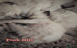 Ragdoll cats for sale: Purebred Bluepoint kittens - Image 6