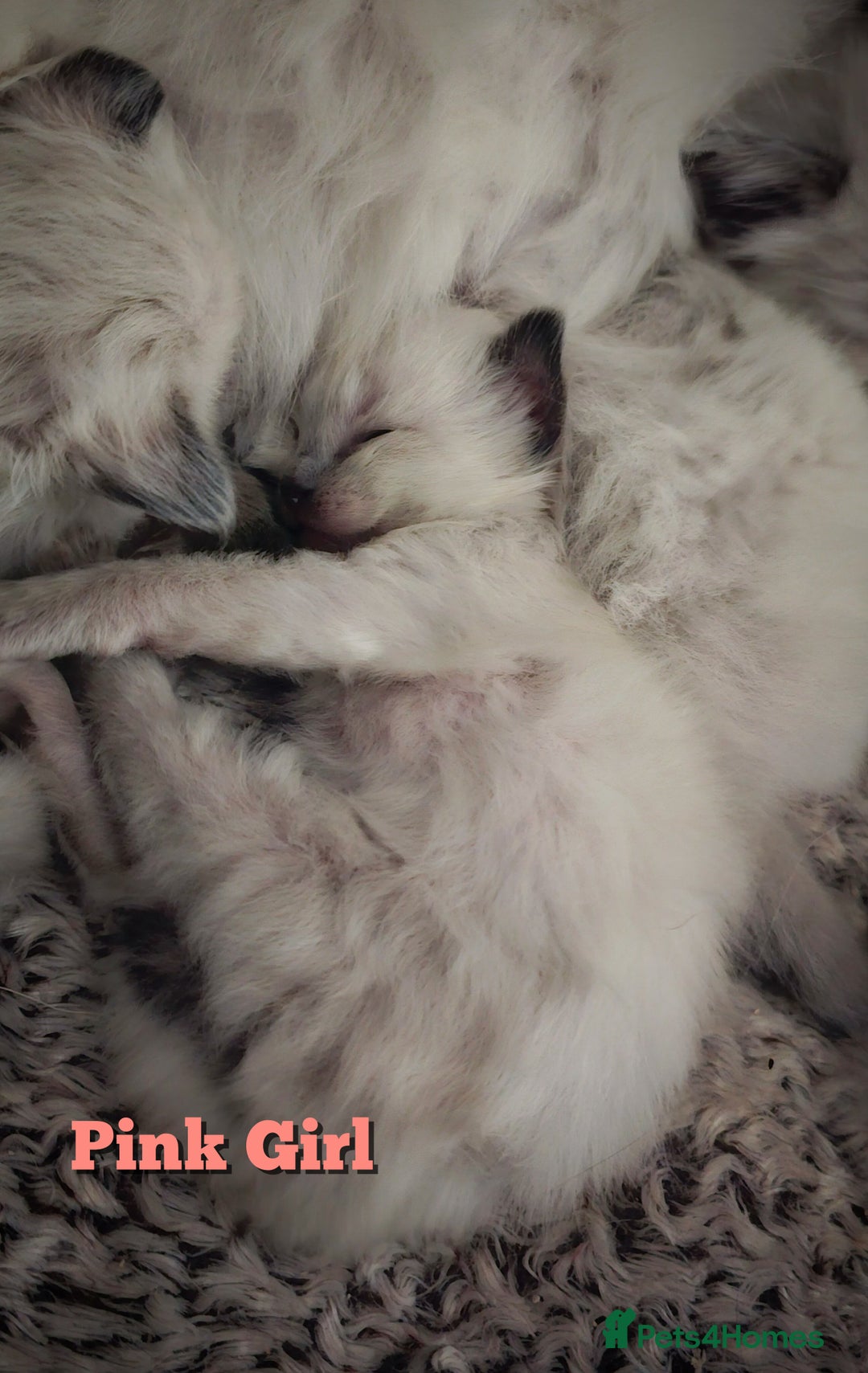 Ragdoll cats for sale: Purebred Bluepoint kittens - Image 6