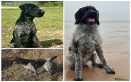German Wirehaired Pointer dogs for sale: German Wirehaired Pointer Puppies for Sale - Image 6