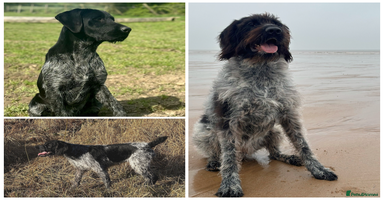 German Wirehaired Pointer dogs - Advert 1