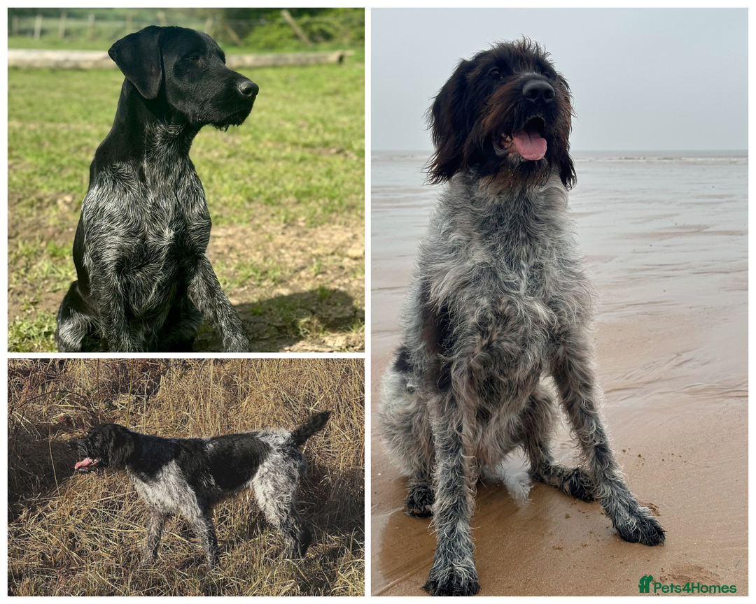 German Wirehaired Pointer dogs for sale: German Wirehaired Pointer Puppies for Sale - Image 6