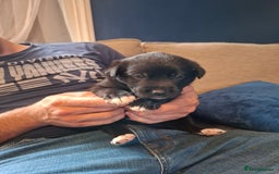 Borador dogs for sale: Borador puppies - Image 12