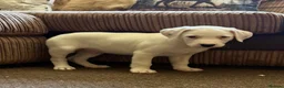 Mixed Breed dogs for sale: Dalmatian x collie puppies in Stone - Advert 5