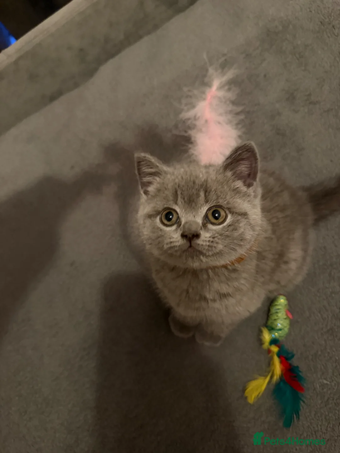 British Shorthair cats for sale: GCCF British shorthair kittens - Advert 2