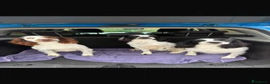 English Springer Spaniel 2