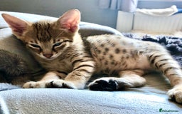 Savannah cats for sale: Beautiful full pedigree savannah kittens  - Image 35